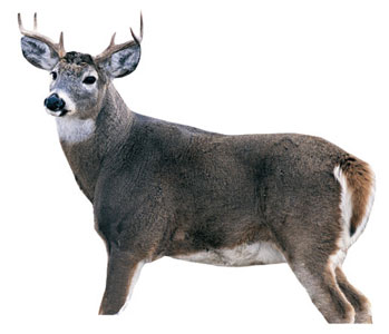 Montana Decoys Whitetail Buck